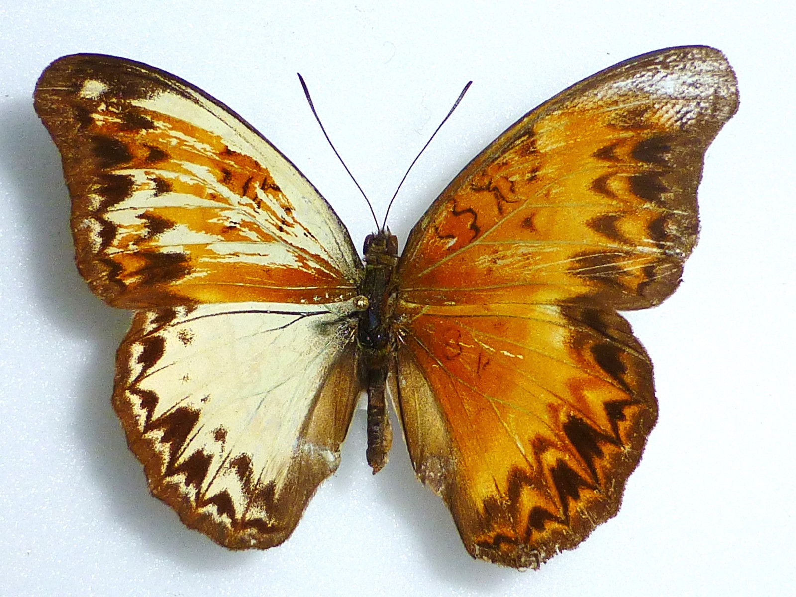 CYMOTHOE CAENIS GYNANDROMORPH CAMEROON (Internet Image property of respective owner, non-commercial use only)
